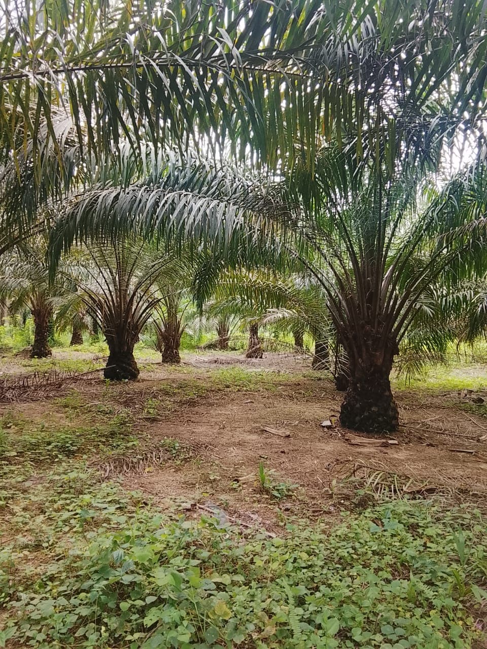 Illustrative: a plantation in Akwa Ibom State, Nigeria — the onshore state off whose coast the Yoho field and UTM FLNG's planned floating facility sit. Not a photograph of the project itself.