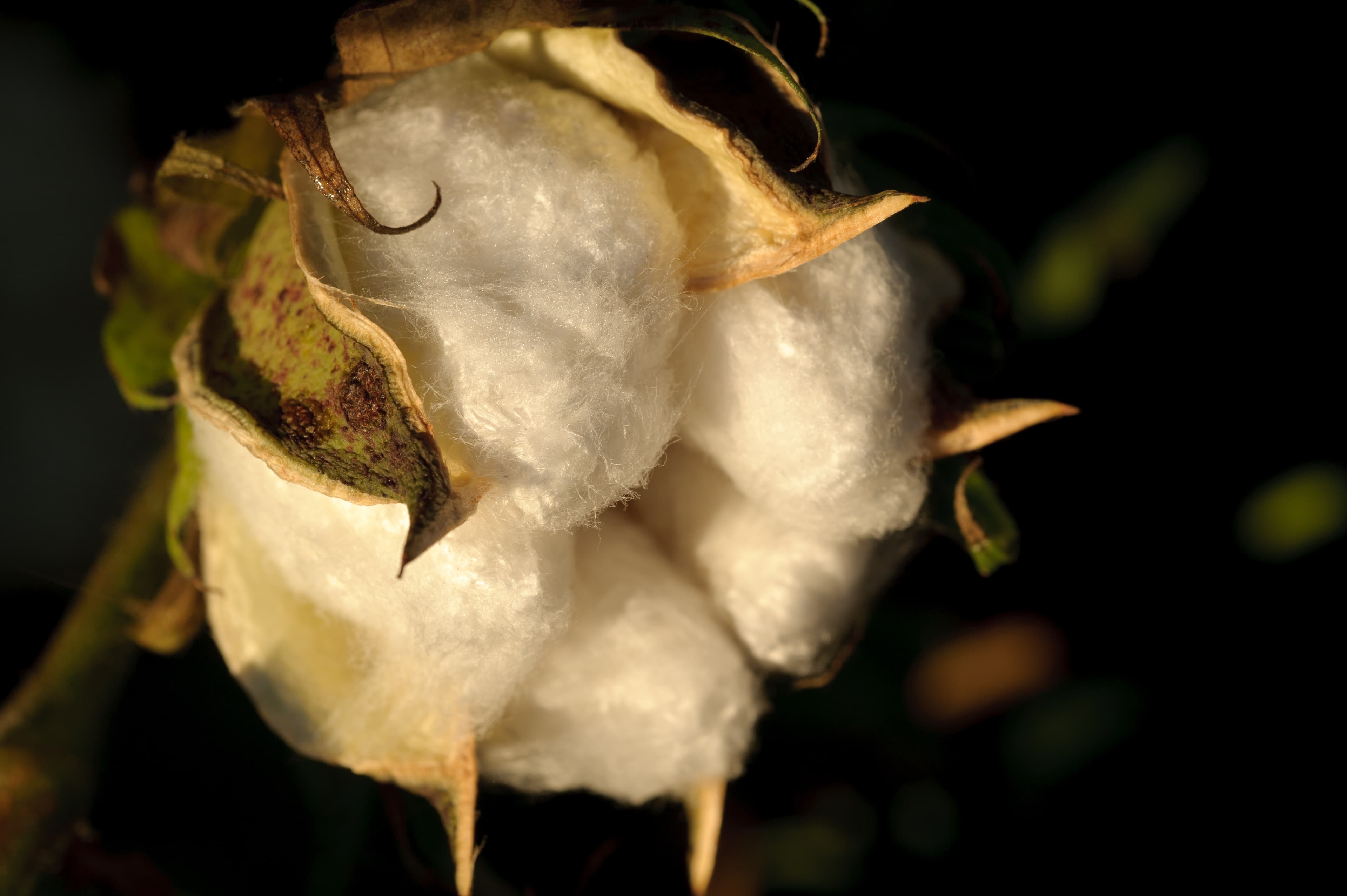 An open cotton boll ready for harvest. Illustrative image, not taken in Zambia — cotton is the cash crop Southern Province farmers describe as their bank for school fees.