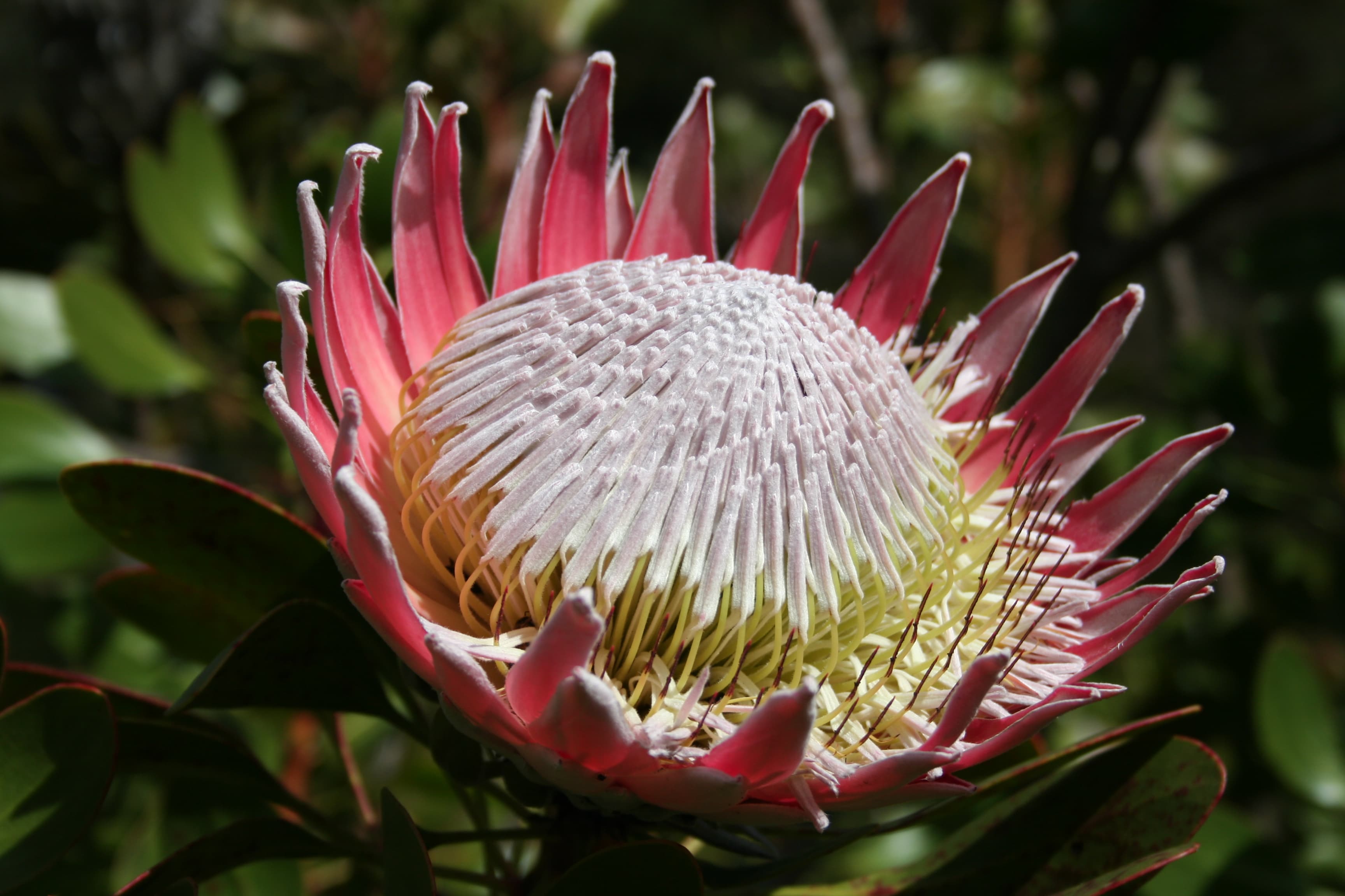 The king protea (Protea cynaroides), South Africa's national flower, for which Refiant AI's new long-context model is named.
